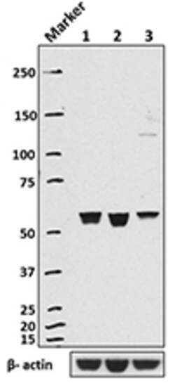 Biolegend Purified anti-HSP60, Quantity: Each of 1