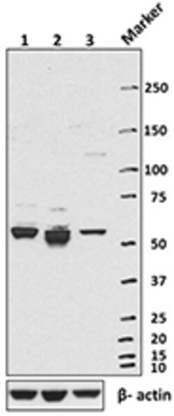 Biolegend Direct-Blot HRP anti-HSP60, Quantity: Each of 1