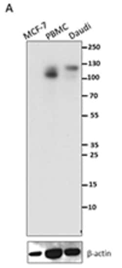 Biolegend Purified anti-Siglec-11, Quantity: Each of 1
