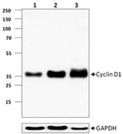 Biolegend Purified anti-Cyclin D1, Quantity: Each of 1