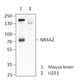 Biolegend Purified anti-NR4A2 (Nurr1), Quantity: Each of 1