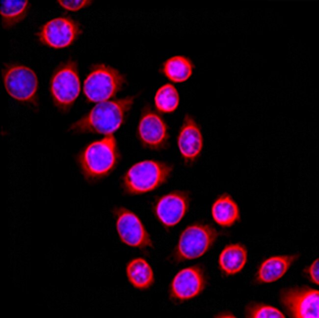 Biolegend Alexa Fluor 594 antiNuclear Pore Complex Proteins, Quantity