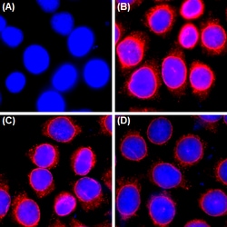 Biolegend Alexa Fluor 647 anti-Nuclear Pore Complex Proteins, Quantity: