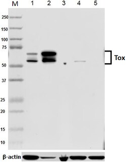 Biolegend Purified anti-TOX, Quantity: Each of 1