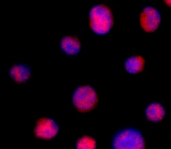 Biolegend Alexa Fluor 594 anti-TOX, Quantity: Each of 1
