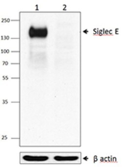 Biolegend Purified anti-Siglec-E, Quantity: Each of 1