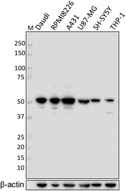 Biolegend Purified anti-MINA, Quantity: Each of 1