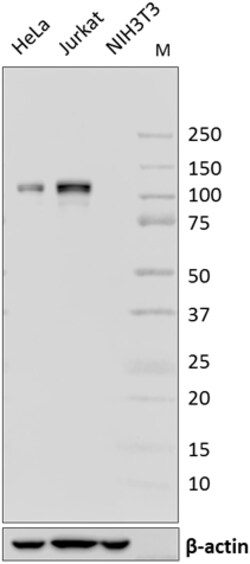 Biolegend Purified anti-HDAC7, Quantity: Each of 1