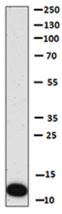Biolegend Purified anti-CCL24 (Eotaxin-2), Quantity: Each of 1