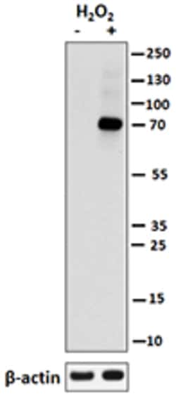 Biolegend Purified anti-ZAP70 Phospho (Tyr319)/Syk Phospho (Tyr352), Quantity: