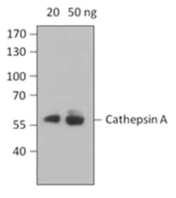 Biolegend Purified anti-Cathepsin A, Quantity: Each of 1
