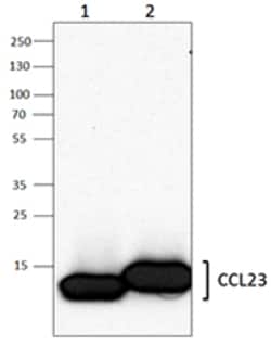Biolegend Purified anti-CCL23 (MPIF-1), Quantity: Each of 1