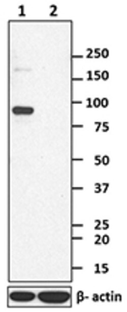 Biolegend Purified anti-CD105 (Endoglin), Quantity: Each of 1