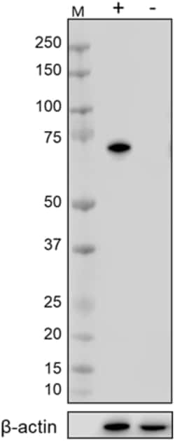 Biolegend Purified anti-PADI4, Quantity: Each of 1