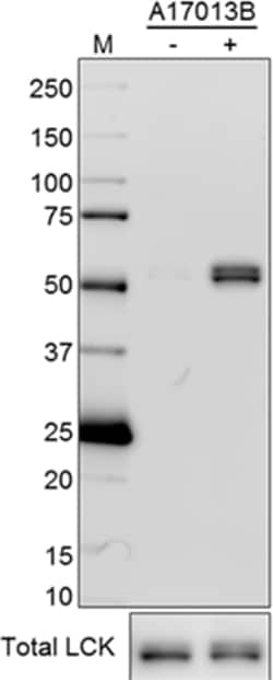 Biolegend Purified anti-Lck Phospho (Tyr505), Quantity: Each of 1
