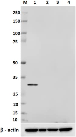 Biolegend Purified anti-CDK5, Quantity: Each of 1