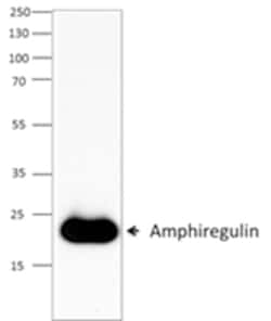 Biolegend Purified anti-Amphiregulin, Quantity: Each of 1