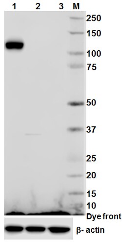 Biolegend Purified anti-PYK2, Quantity: Each of 1