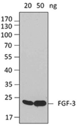 Biolegend Purified anti-FGF-3, Quantity: Each of 1