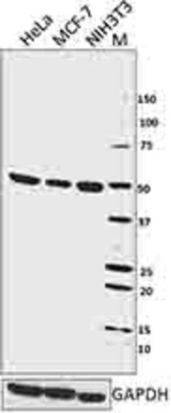 Biolegend Purified anti-HDAC3, Quantity: Each of 1