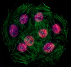 Biolegend Alexa Fluor 594 anti-HDAC3, Quantity: Each of 1