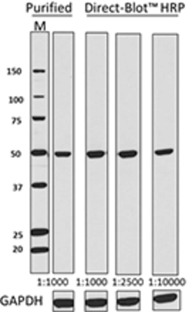 Biolegend DirectBlot HRP antiHDAC3, Quantity Each of 1 Fisher