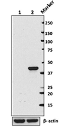 Biolegend Purified anti-IDH1, Quantity: Each of 1