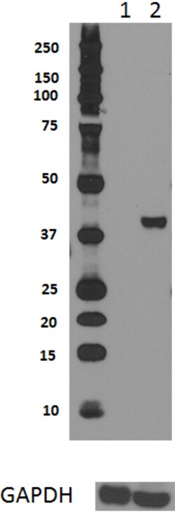 Biolegend Purified anti-HDAC8, Quantity: Each of 1