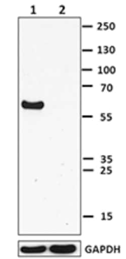 Biolegend Purified anti-FOXA2, Quantity: Each of 1
