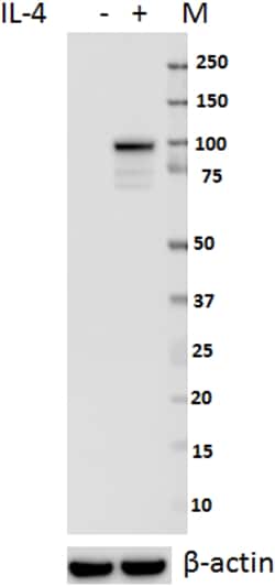 Biolegend Purified anti-STAT6 Phospho (Tyr641), Quantity: Each of 1