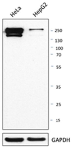 Biolegend Purified anti-CD171 (L1CAM), Quantity: Each of 1