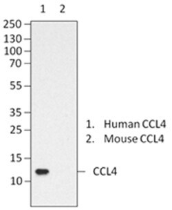 Biolegend Purified anti-CCL4, Quantity: Each of 1