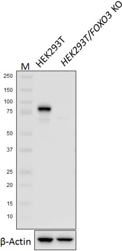 Biolegend Purified anti-FOXO3, Quantity: Each of 1