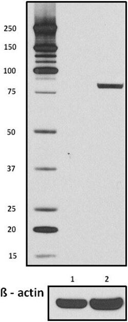Biolegend Purified anti-STAT1 Phospho (Ser727), Quantity: Each of 1