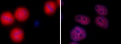 Biolegend Alexa Fluor 594 anti-STAT1 Phospho (Ser727), Quantity: Each of