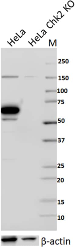 Biolegend Purified anti-Chk2, Quantity: Each of 1
