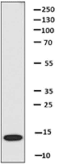 Biolegend Purified anti-CCL7 (MCP-3), Quantity: Each of 1