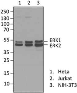 Biolegend Purified anti-ERK1/2, Quantity: Each of 1