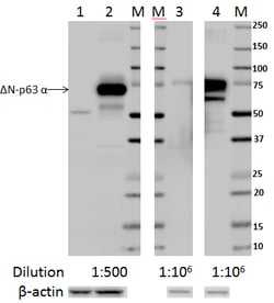 Biolegend Purified anti-TP63, Quantity: Each of 1