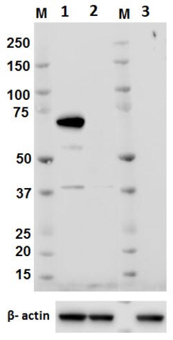 Biolegend Purified anti-ITK, Quantity: Each of 1