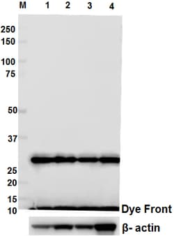 Biolegend Purified anti-14-3-3 ζ/δ, Quantity: Each of 1