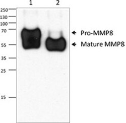 Biolegend Purified anti-MMP8, Quantity: Each of 1