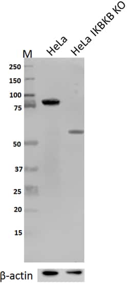 Biolegend Purified anti-IKBKB (IKKβ), Quantity: Each of 1
