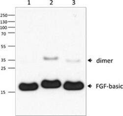 Biolegend Purified anti-FGF-basic, Quantity: Each of 1