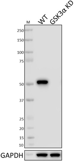 Biolegend Purified anti-GSK-3α, Quantity: Each of 1