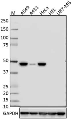 Biolegend Purified anti-Cytokeratin 18, Quantity: Each of 1