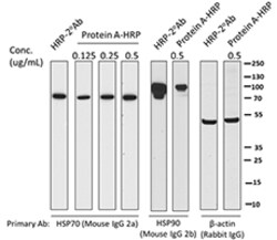 Biolegend HRP Protein A, Quantity: Each of 1