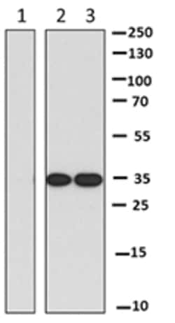 Biolegend Anti-GFP Nanobody Affinity Gel [LaG-19]; Reactivity: Victoria