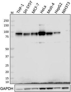 Biolegend Purified anti-HIF1-β, Quantity: Each of 1