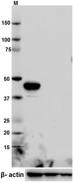 Biolegend Purified anti-TRAF1, Quantity: Each of 1